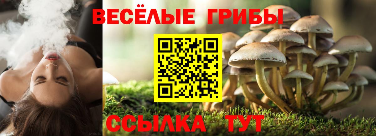 Псилоцибиновые грибы Psilocybe  Вход с VPN  Чистополь  Псилоцибиновые грибы мицелий 